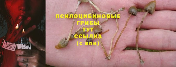 ПСИЛОЦИБИНОВЫЕ ГРИБЫ Горно-Алтайск